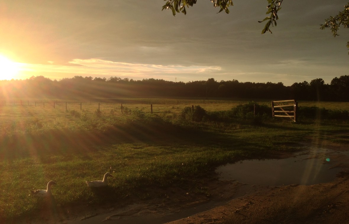 Sunrise over the pasture at Old Blue Farm