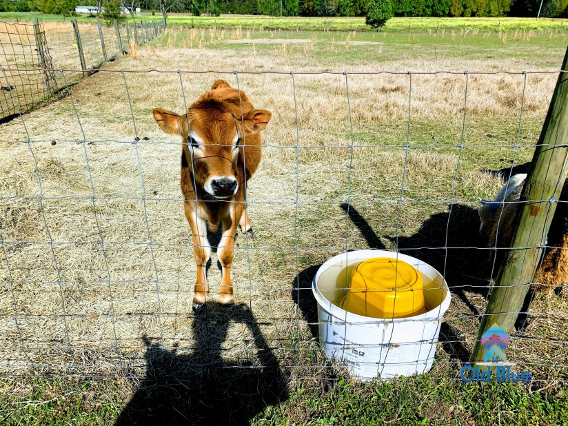 IMG_1145-EFFECTS_marked